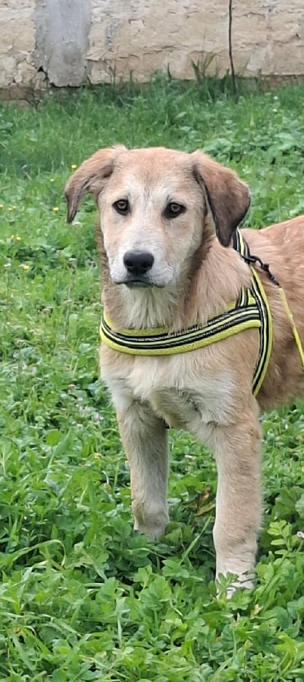 ETNA meraviglia in adozione Foto 3